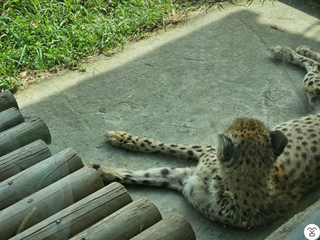 Cheetah visible through the transparent window