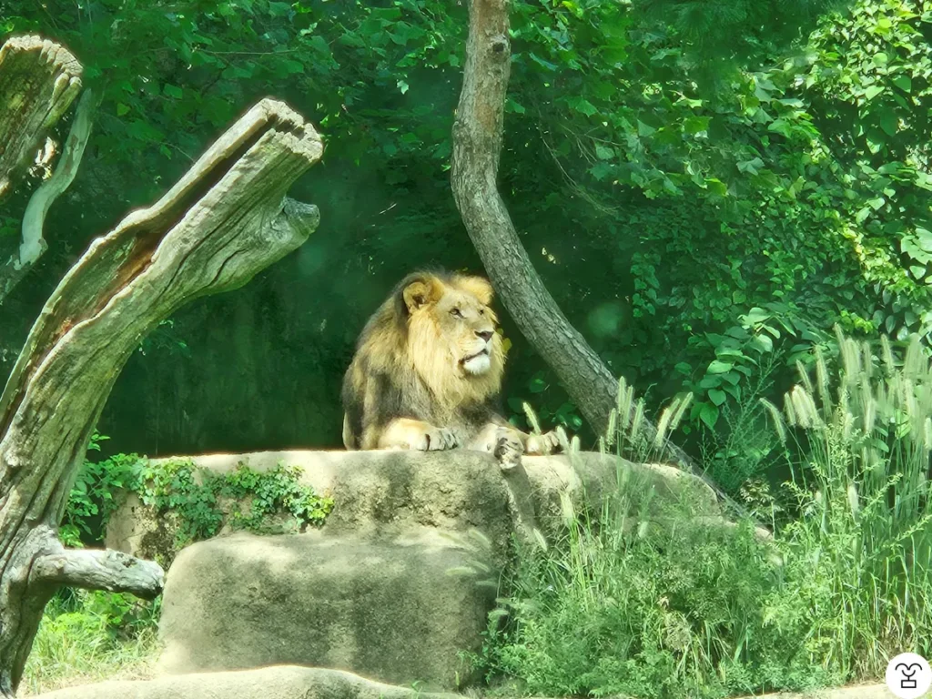 Lion visible through the transparent window