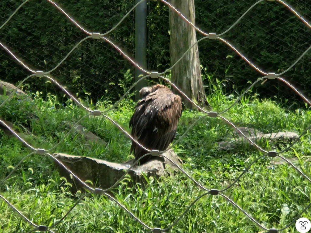 Eagle visible through the wire mesh