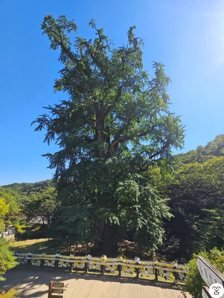 The Ginkgo Tree at Yongmunsa