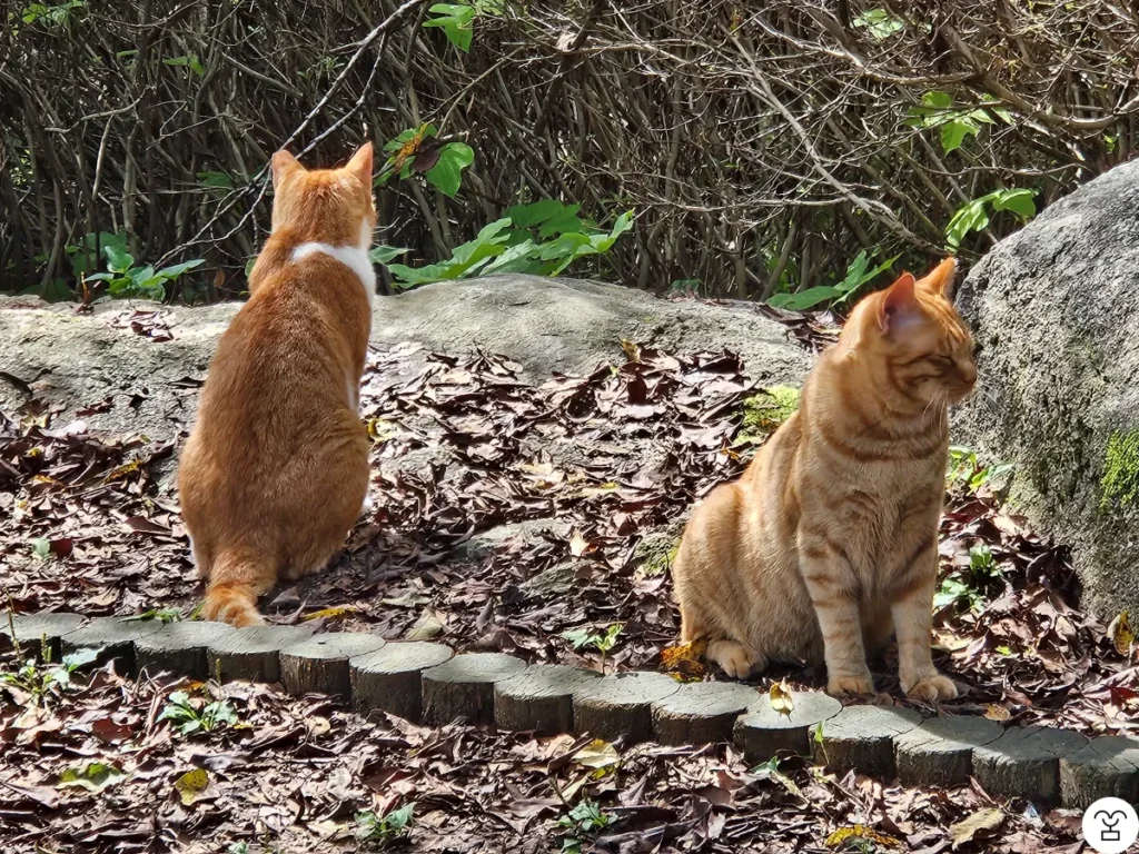 I saw three cats. There used to be more—did they die? Or are they just somewhere out of sight?