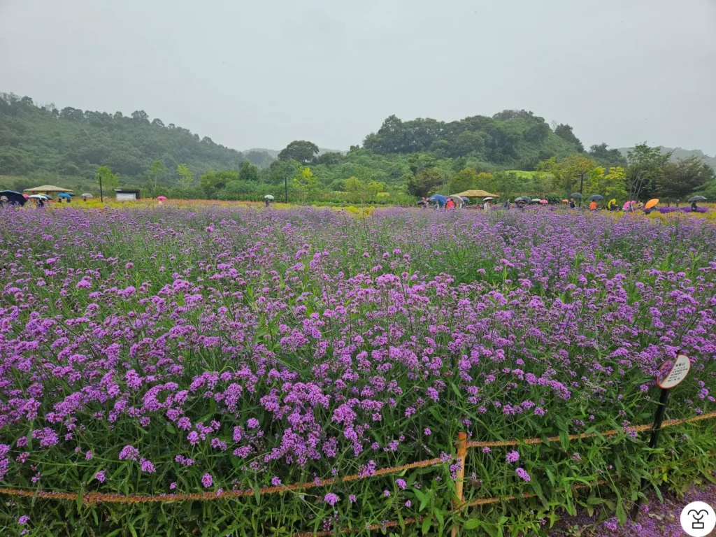 Imjingang Broom Cypress Garden
