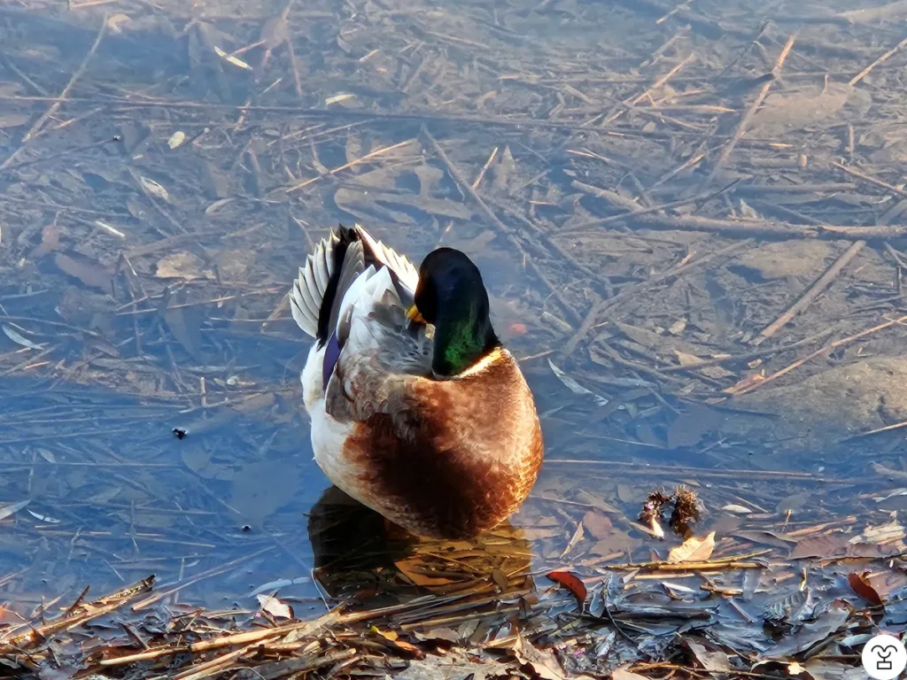 Male mallard