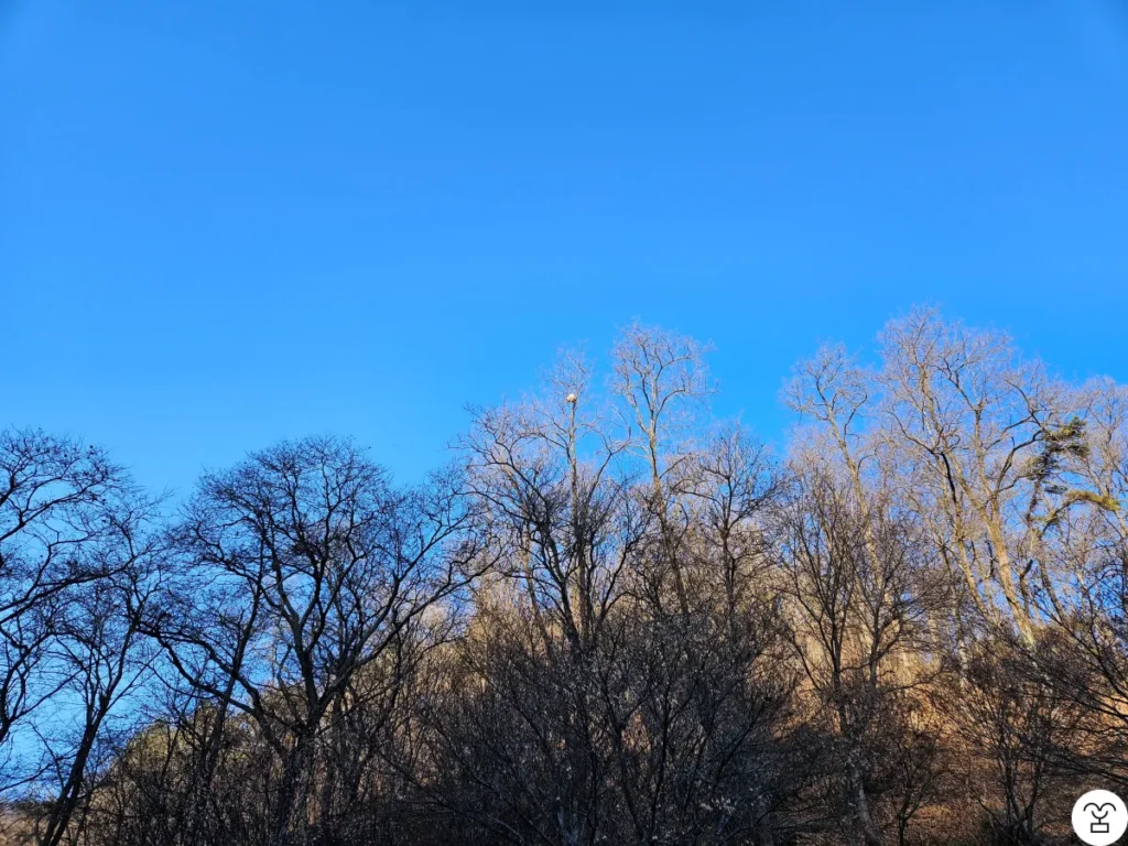 An unusual object spotted on a tree branch on the way to the Visitor Center