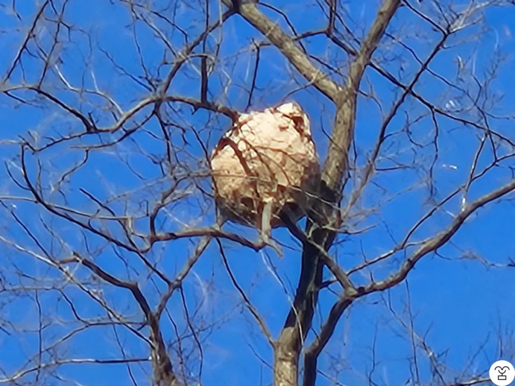Even with a close-up shot, I can’t tell what it is. A ball? A beehive? A balloon?